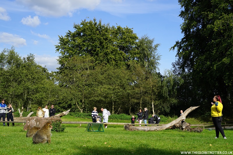 Feeding Talks at Trentham Monkey Forest