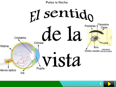 https://cplosangeles.educarex.es/web/edilim/curso_3/cmedio/los_sentidos_3/la_vista/la_vista.html