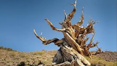 Methuselah tree