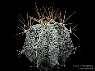 Cacto Astrophytum ornatum