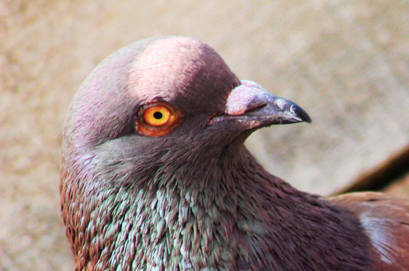 camperenik project TIPE WARNA  MATA BURUNG MERPATI 