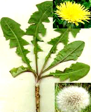 Dandelion Root