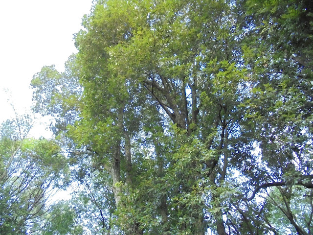 近江神宮からの風景