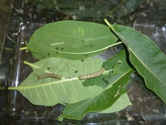 2012-07-22 002 001
