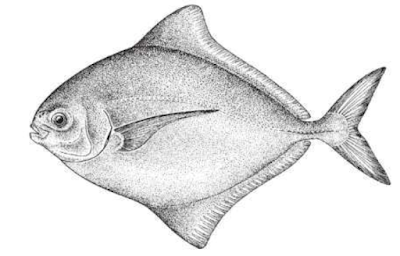 Ikan Bawal Hitam, Black Pomfret – Carangidae