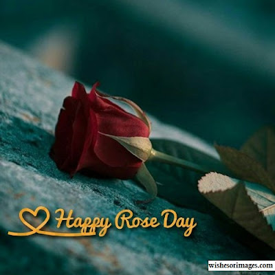 Happy Rose Day HD Images,Happy Rose Day 2020 HD Images