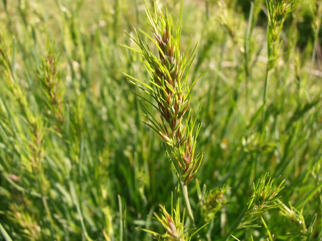 GRAMA CEBOLLERA: Poa bulbosa