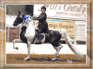 Saddlebred led