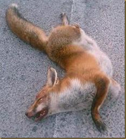 zorro muerto