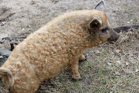 Schweine-im-Wildpark-Schorfheide-Brandenburg