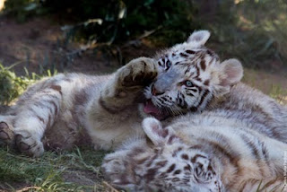 Promofever: passatempo zoo jardim zoológico nascimento dos tigres brancos