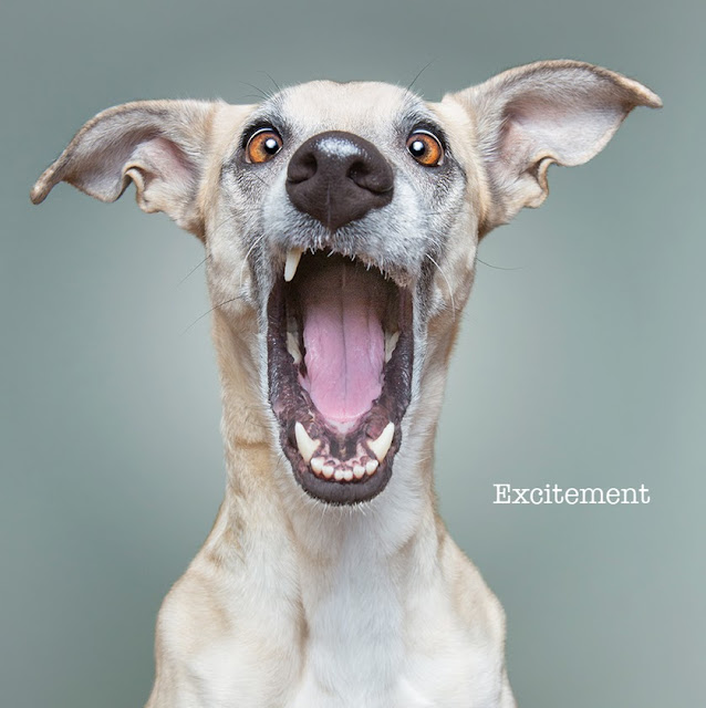 Elke Vogelsang, Dogsonality, fotografía, photography, dogs, perros, excitement, emoción