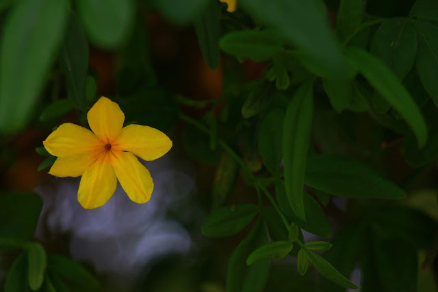 Daminana Flower Captured by Photo Blogger