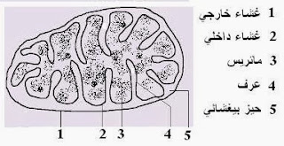 ميتوكندري - Mitochondrie