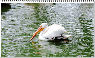 SINGAPORE BIRD PARK -JURONG-PRIYAMUDANPRABU