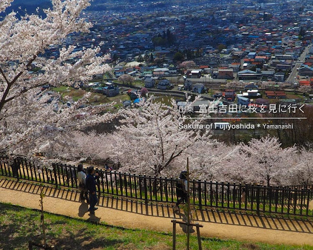 新倉山浅間公園の桜を見に富士吉田へ！