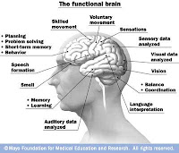 Brain Functions3