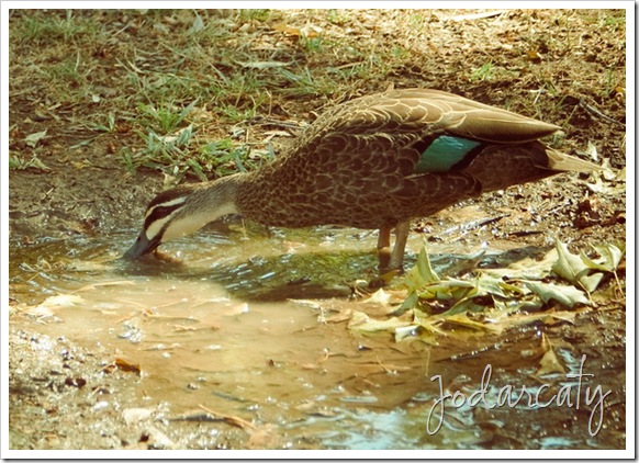 SONY DSC