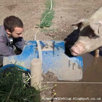 A farmer is clearing out a drinker, while a female pig watches him. Pigs fill their drinkers up with stones.