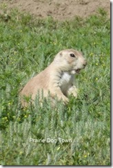 Prairie Dog Town