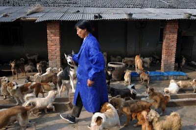 Chinese Woman Adopts 1500 Dogs, 200 Cats Seen On  www.coolpicturegallery.us