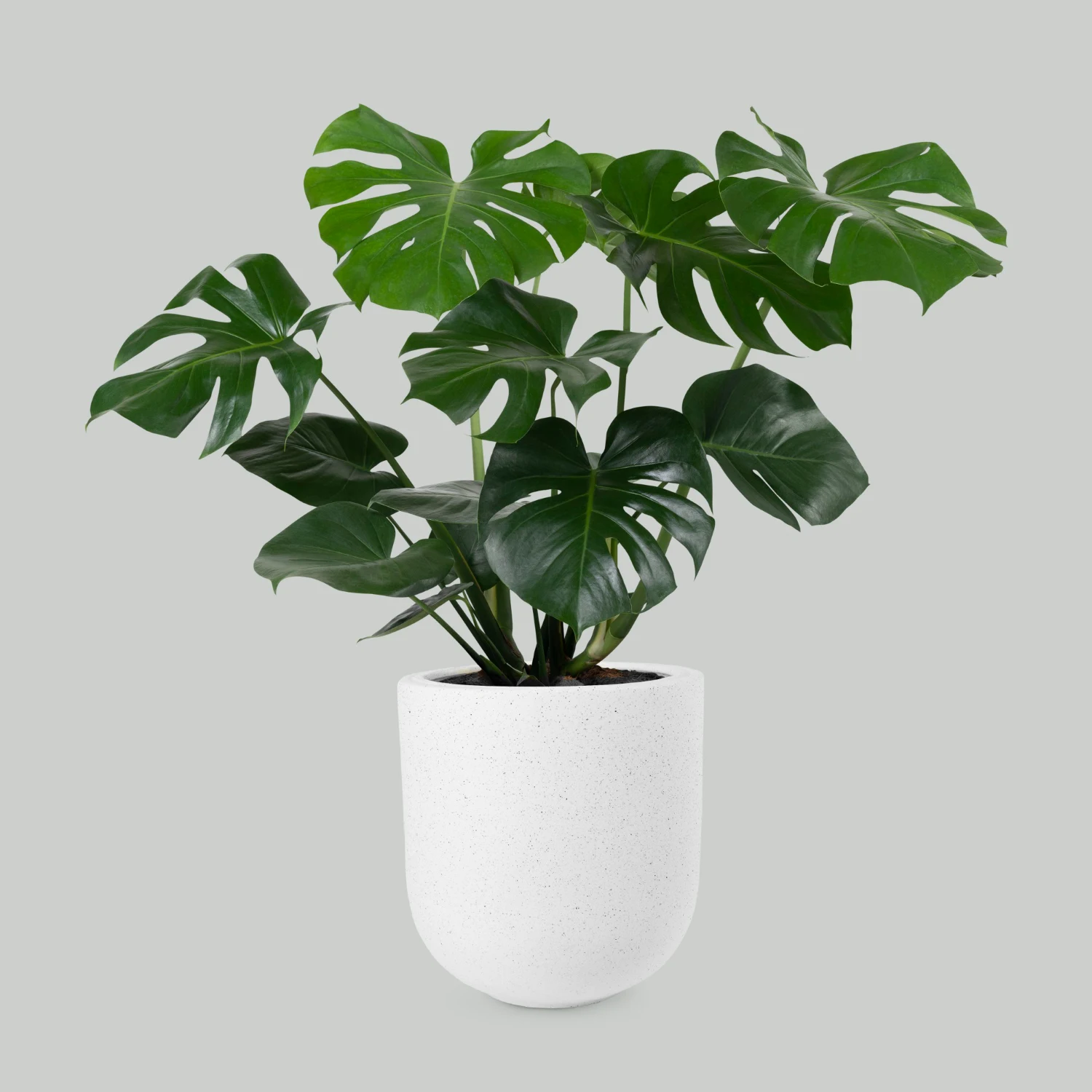 monstera deliciosa atau daun telinga monyet