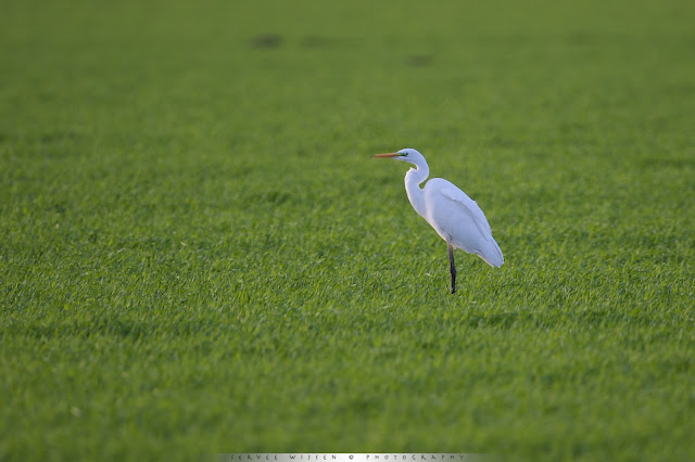 Grote Zilverreiger - Great White Egret - Ardea alba