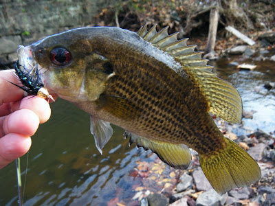 Pennsylvania Rock Bass caught on Woolly Bugger