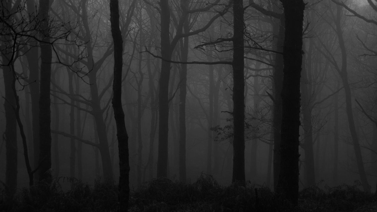 Wallpaper Forest Fog Bw