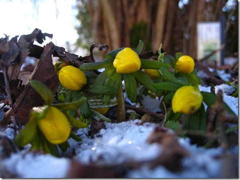 Februar 2013 008