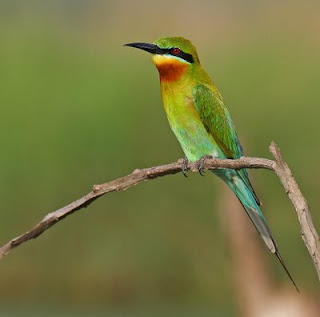 nukilan ilham: JENIS JENIS BURUNG