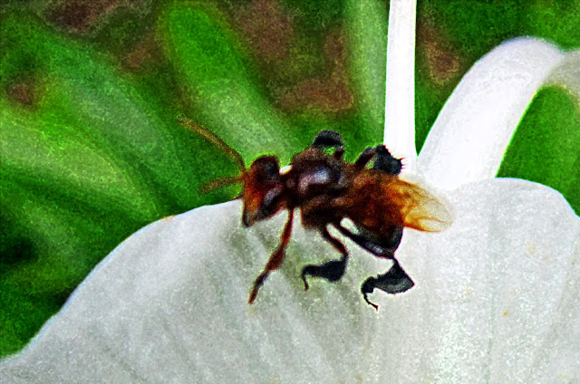colored illustration of a bee on flower