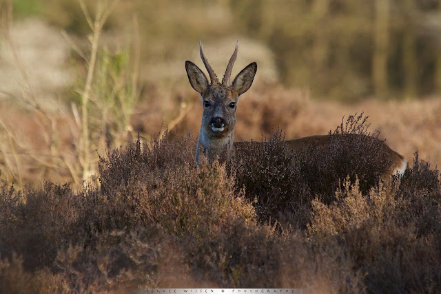 Ree - Roe Deer - Capreolus capreolus