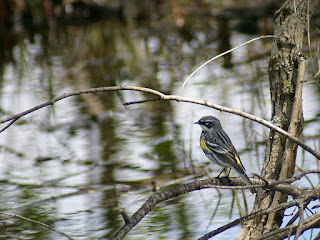 Paruline à croupion jaune - Setophaga coronata 