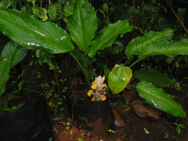 Curcuma vitellina