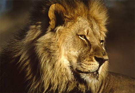 African Animals - African Lions