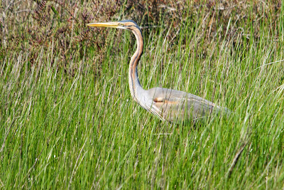 Purperreiger - Reade Reager - Ardea purpurea