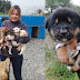 Amazing woman gives up everything to save hundreds of abandoned pups