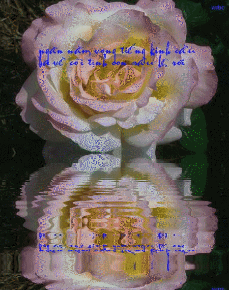 anh-thiep-vu-lan (28)