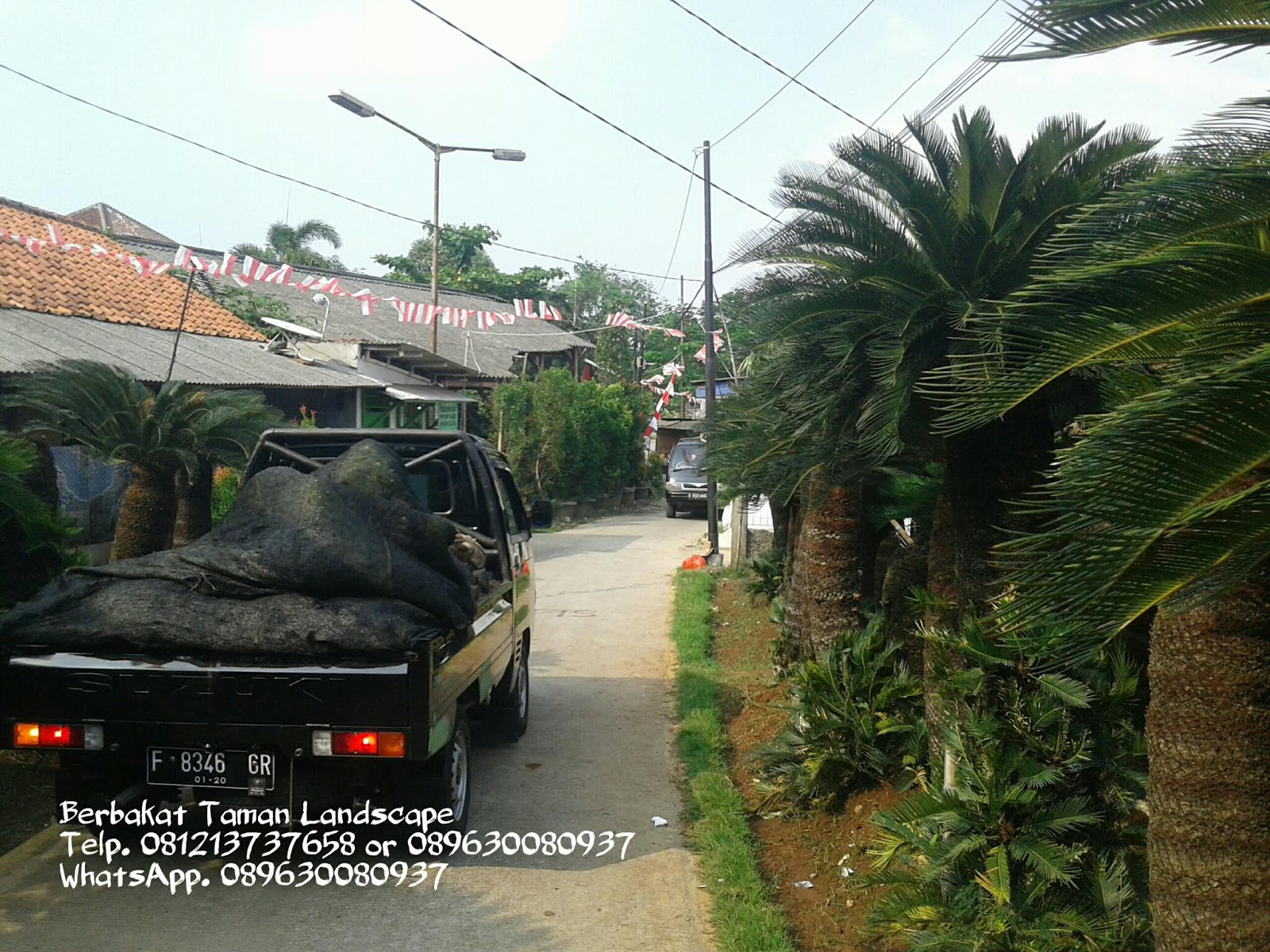 Pohon Sikas  Pakis Haji Palem Sikas  Tanaman Hias 