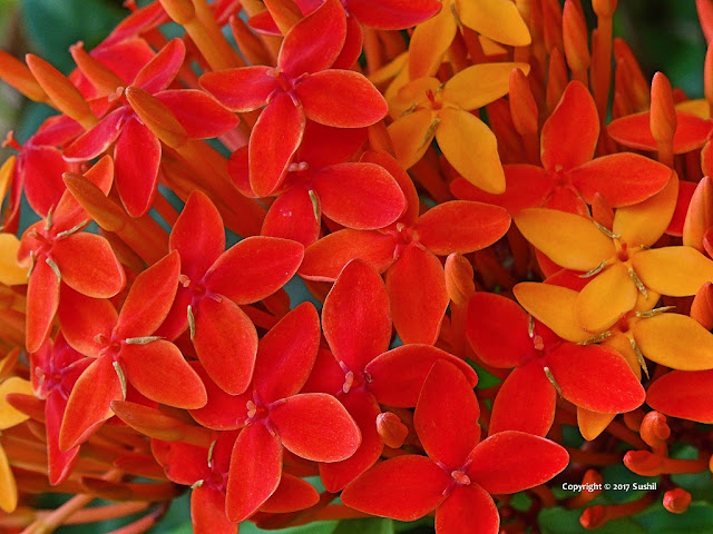 Flowers of the Cubbon Park, Bangalore (srsphotos.blogspot.in)