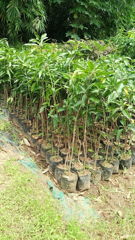 bibit tanaman buah mangga harum manis cepat tumbuh kupang Sumatra Barat