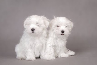 raza Maltese