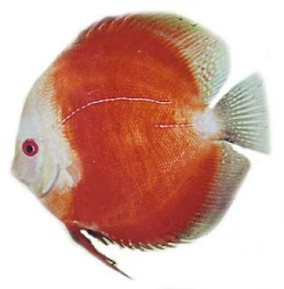 Ikan Discus dan Jenis Ikan Discus Termahal