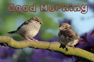 Good morning images with birds