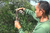 Hasilkan Uang dari Berburu Burung Liar Secara Tradisional