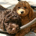 Nueva raza de Labradoodle (Labrador + Poodle)