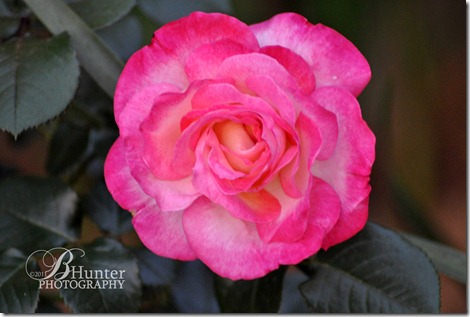 rose