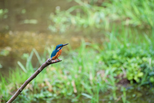 Common Kingfisher छोटा किलकिला, राम चिरैया, शरीफन, निता मछराला  (Alcedo atthis)  Lemsford Springs, Herts, U.K. Sept 2022