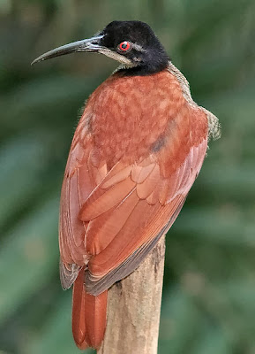 Twelve wired Bird of paradise,Seleucidis melanoleucus, Bird of Paradise.